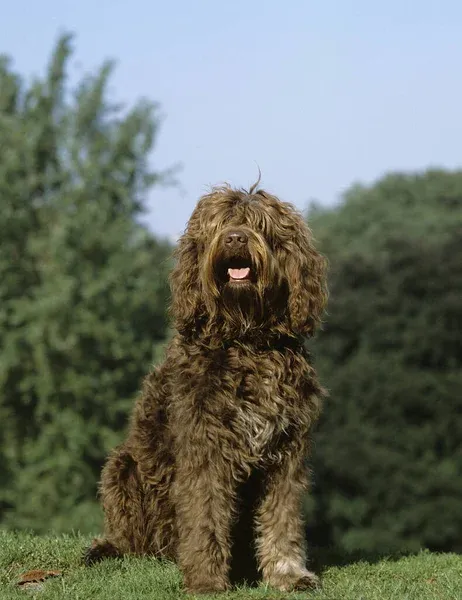 A fluffy brown Barbet dog sits on green grass with trees in the background