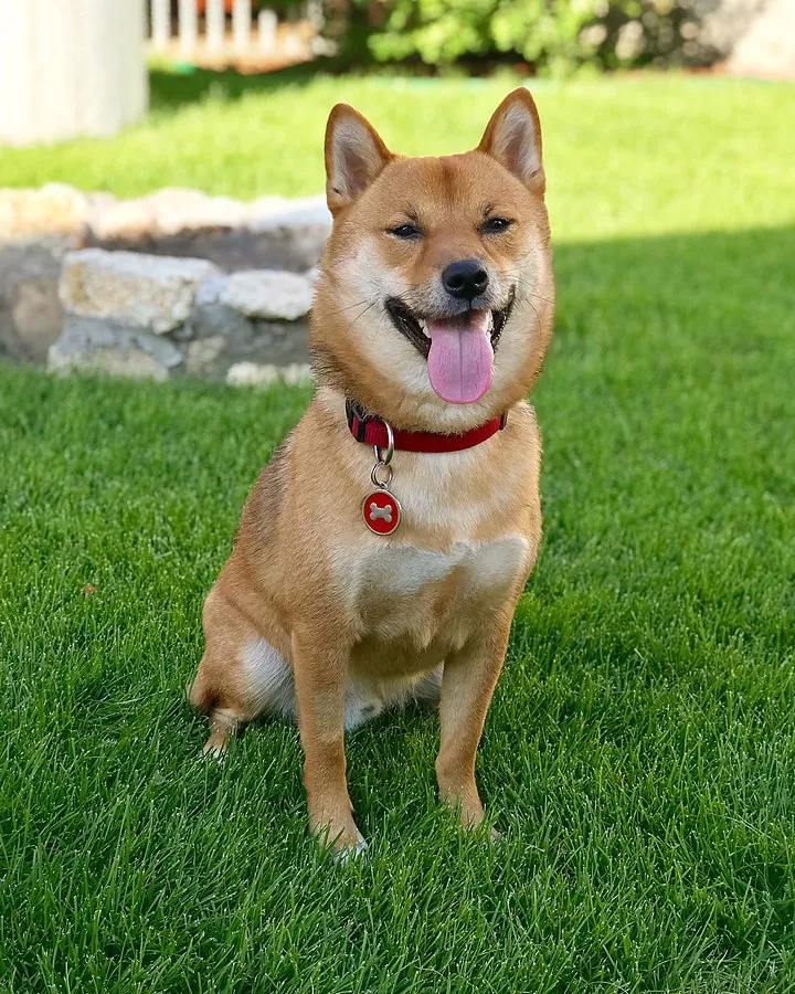 Shiba Inu dog with pointed ears sits on green grass wearing a red collar tongue out
