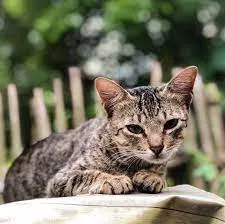 A sleek spotted tabby cat with amber eyes rests on a light surface against a blurred green