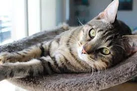 A gray and black tabby cat with green eyes lounges comfortably on a soft gray surface