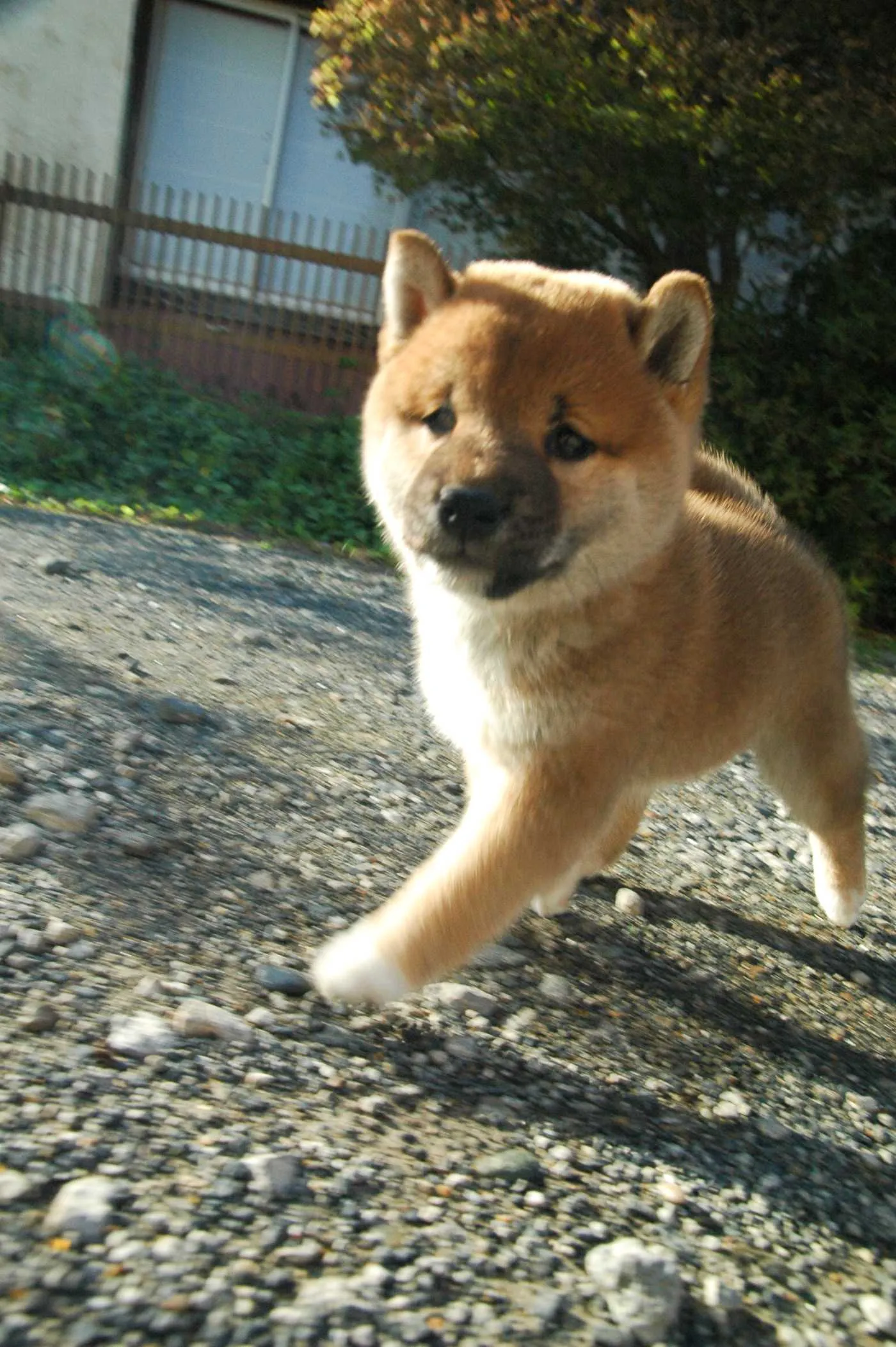 Small fluffy brown Shiba Inu puppy runs on a rocky path outdoors looking forward