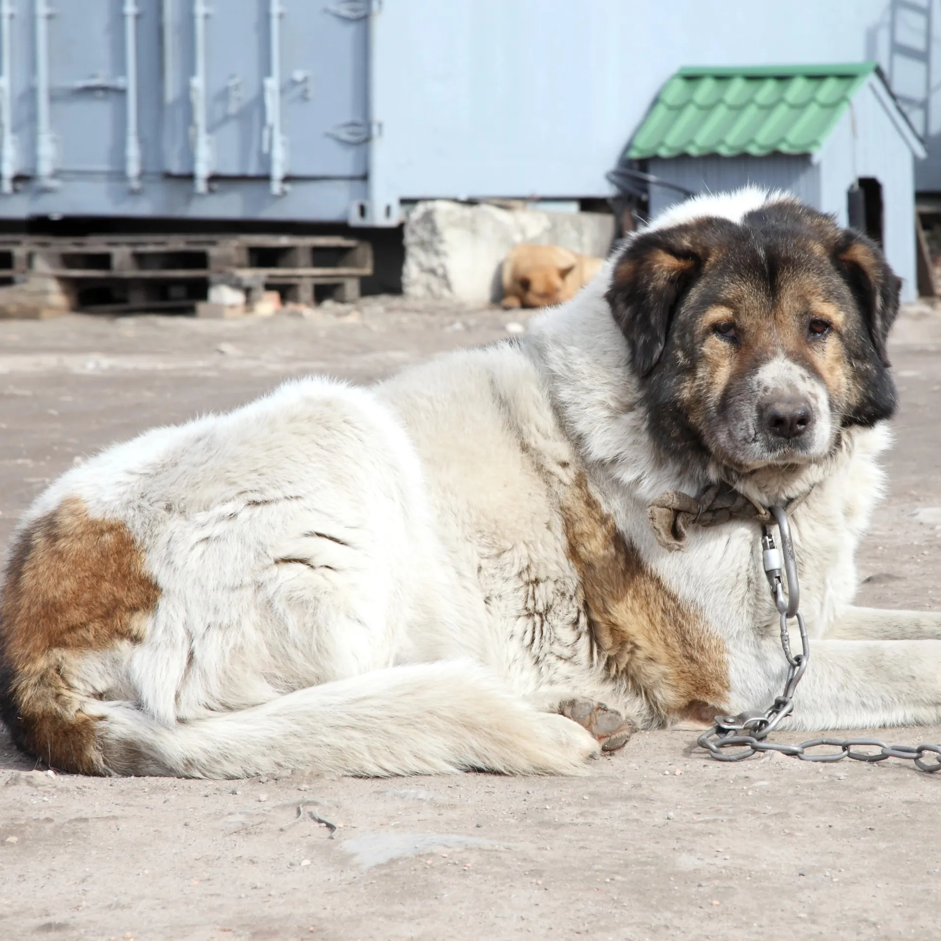A large white and brown fluffy dog with a chain lies on the ground