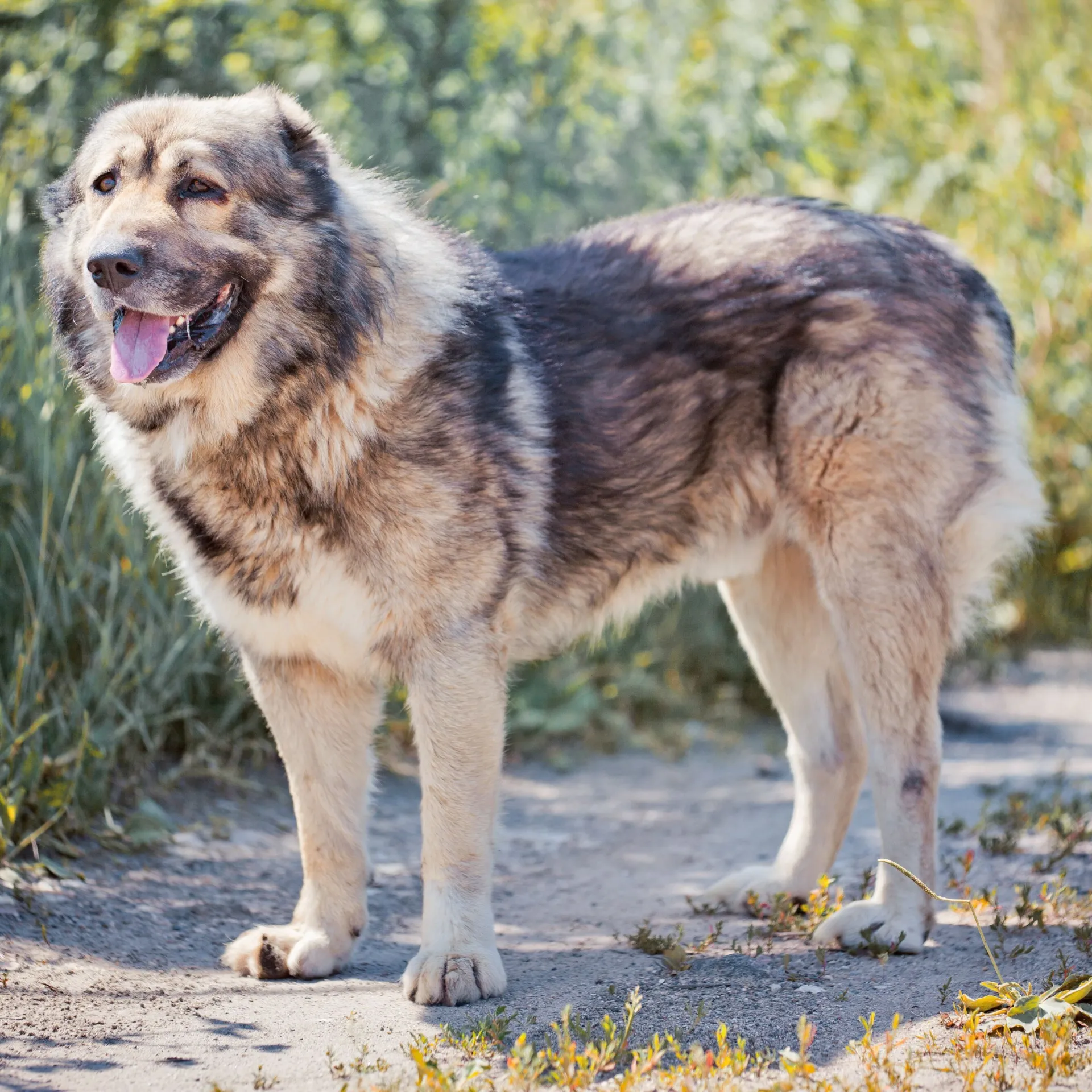 A large fluffy gray and white dog possibly a Caucasian Shepherd stands with its tongue out