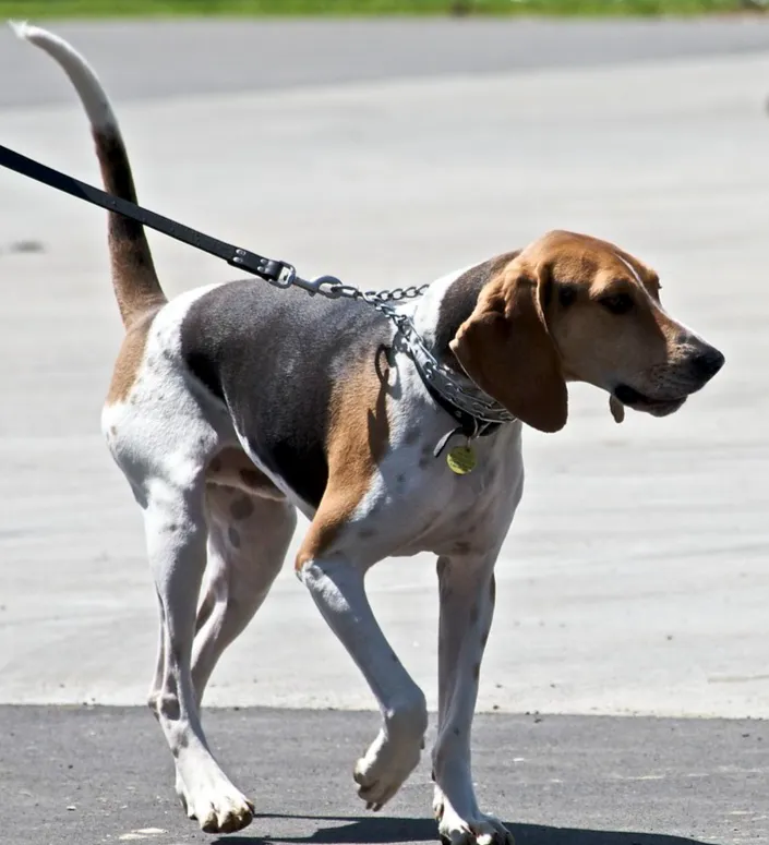 Tricolored Treeing Walker Coonhound with black tan and white markings walking on pavement