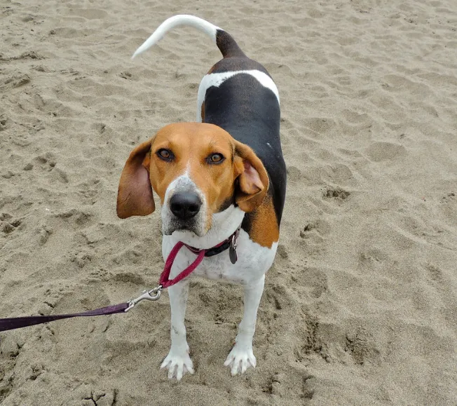 Tricolored Treeing Walker Coonhound with black tan and white fur on a leash on sand