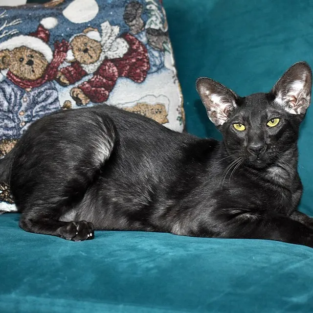 Sleek black Oriental Shorthair cat with large ears and yellow green eyes
