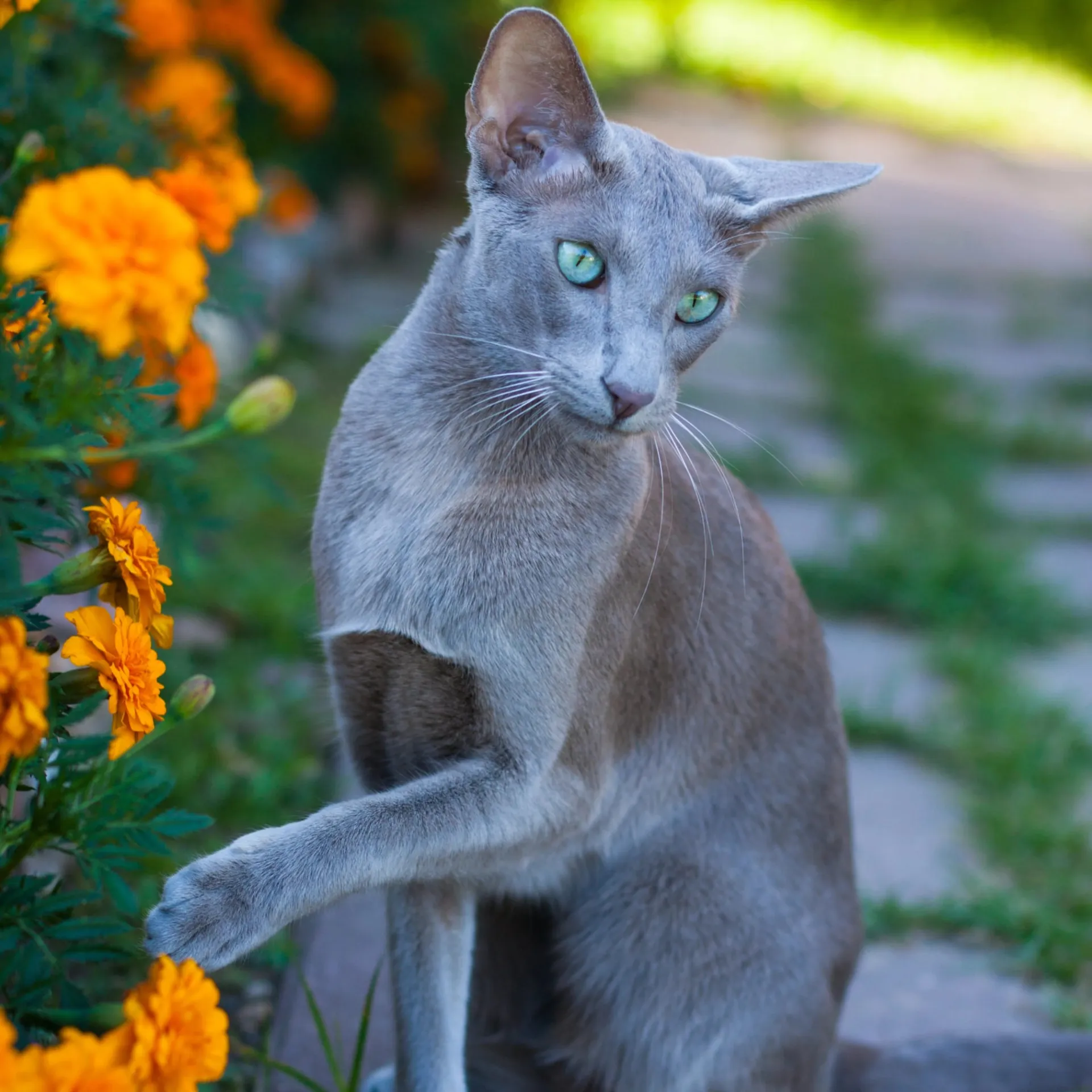 Lilac Oriental Shorthair cat with green eyes reaches towards vibrant orange flowers outdoors