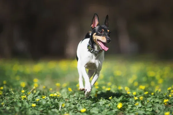 Small Toy Fox Terrier with black tan and white fur running