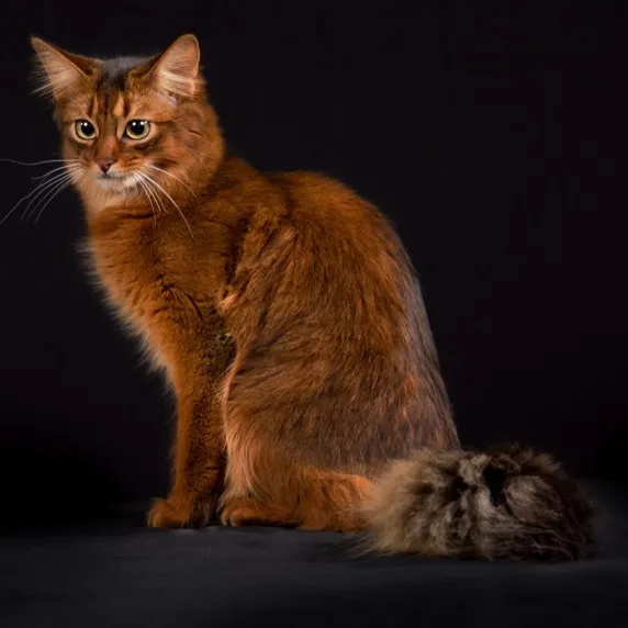 Fluffy ruddy Somali cat with green eyes sitting upright looking directly at the