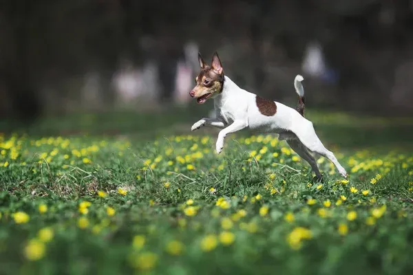 Toy Fox Terrier with black tan and white fur running in a field with yellow flowers