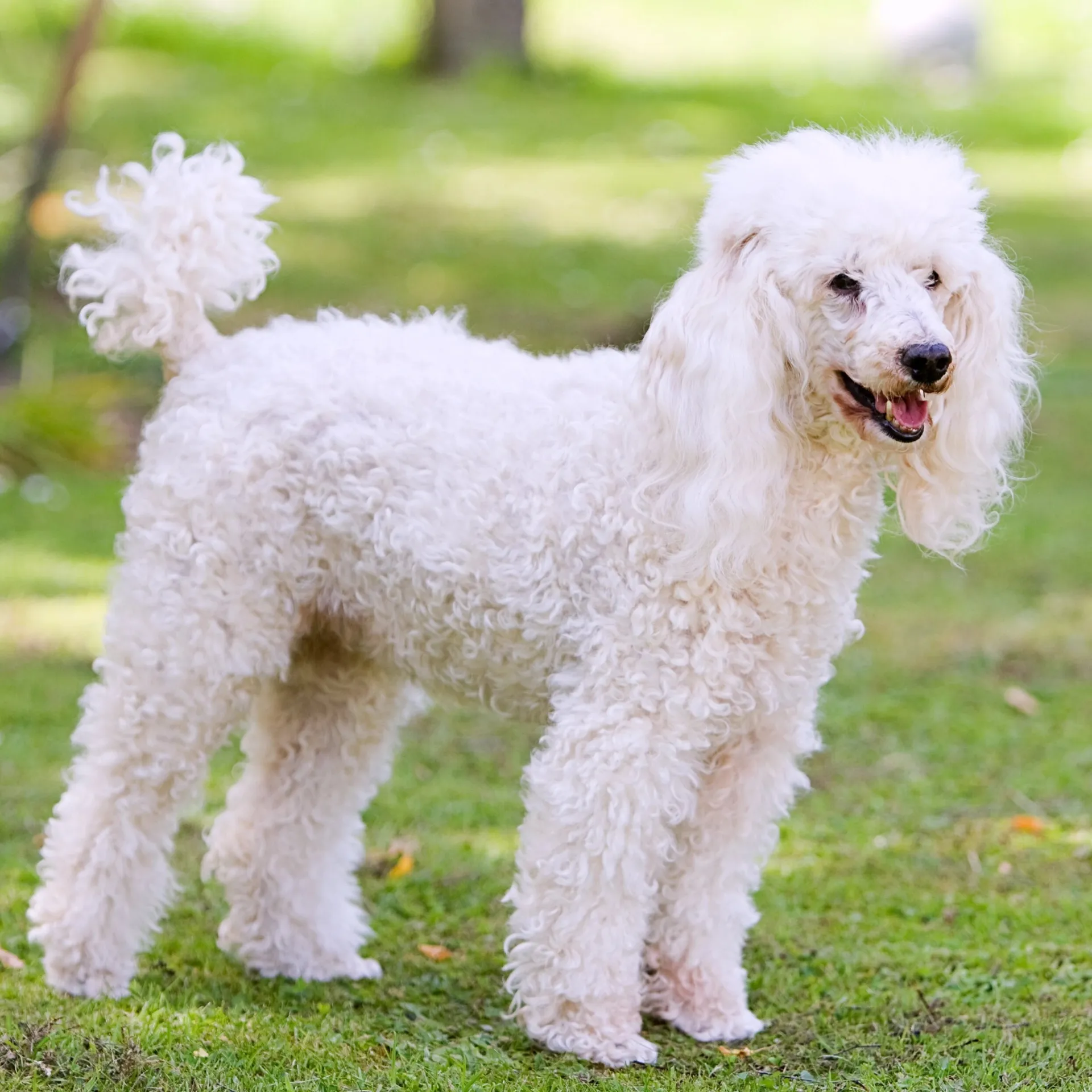 White Poodle with curly fur standing on green grass outdoors