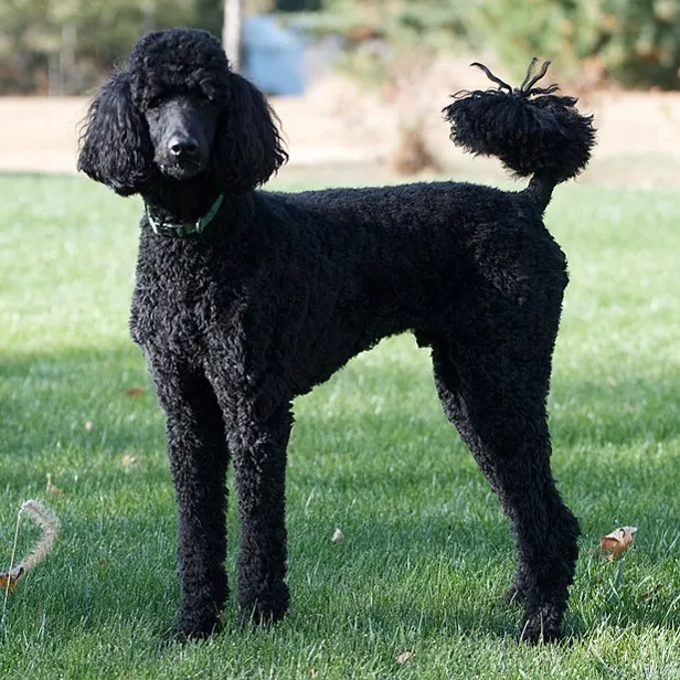 Black Standard Poodle standing alertly on green grass outdoors