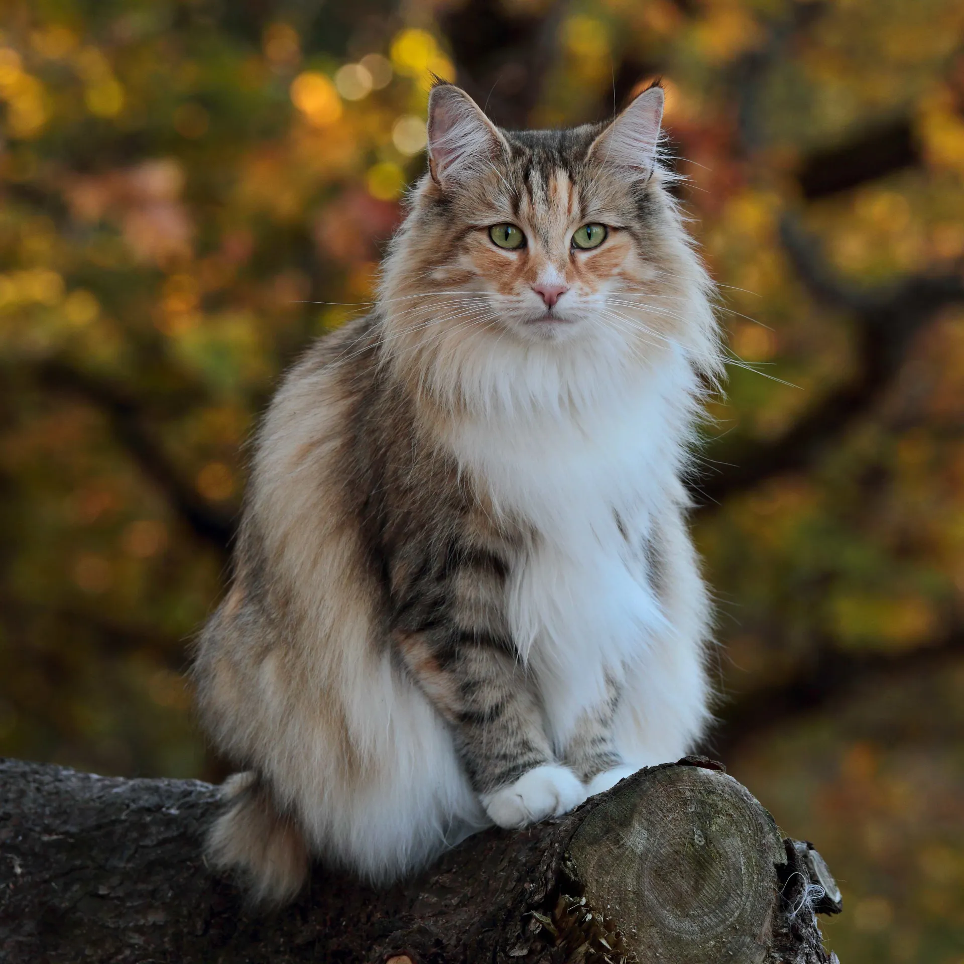 A majestic fluffy brown tabby and white cat sits on a log Norwegian Forest cat