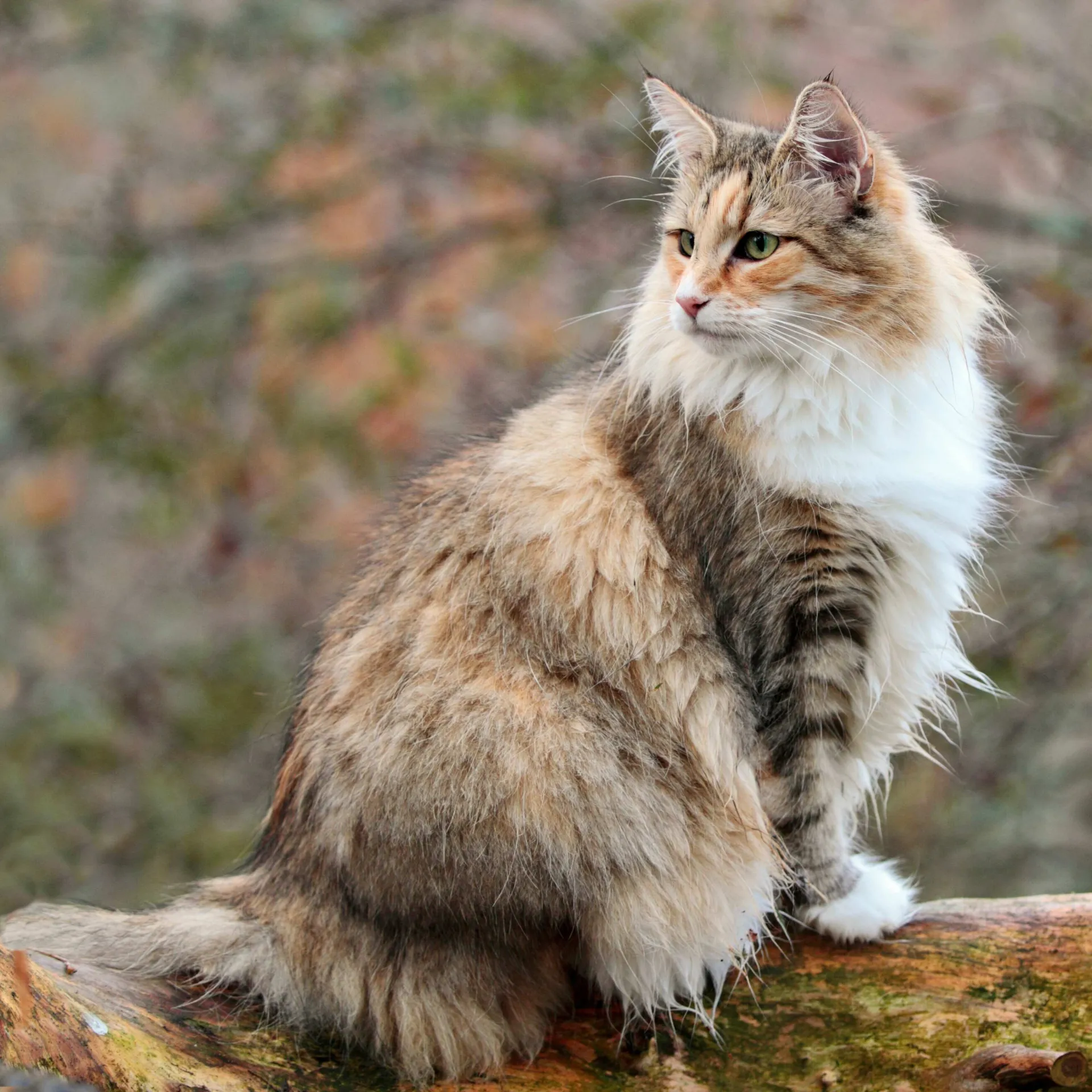 A fluffy brown tabby and white cat with green eyes sits on a weathered branch Norwegian Forest cat