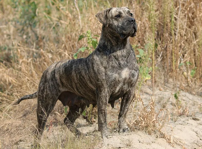 Brindle Perro de Presa Canario with cropped ears standing in dry grass
