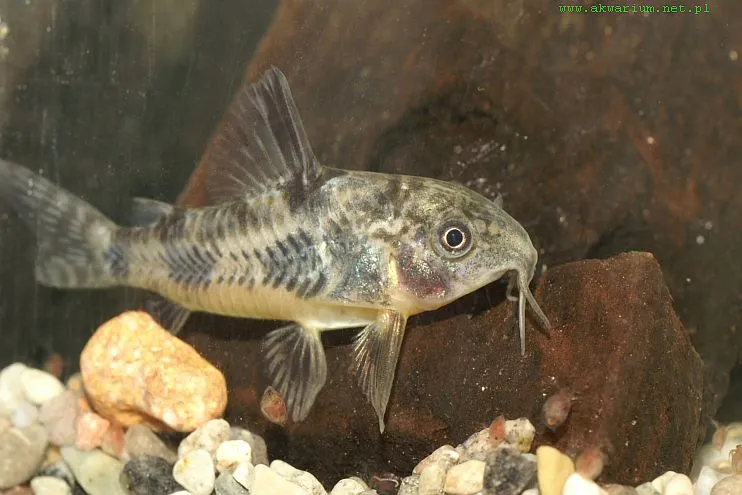 Peppered Corydoras swimming near rocks on gravel substrate in aquarium