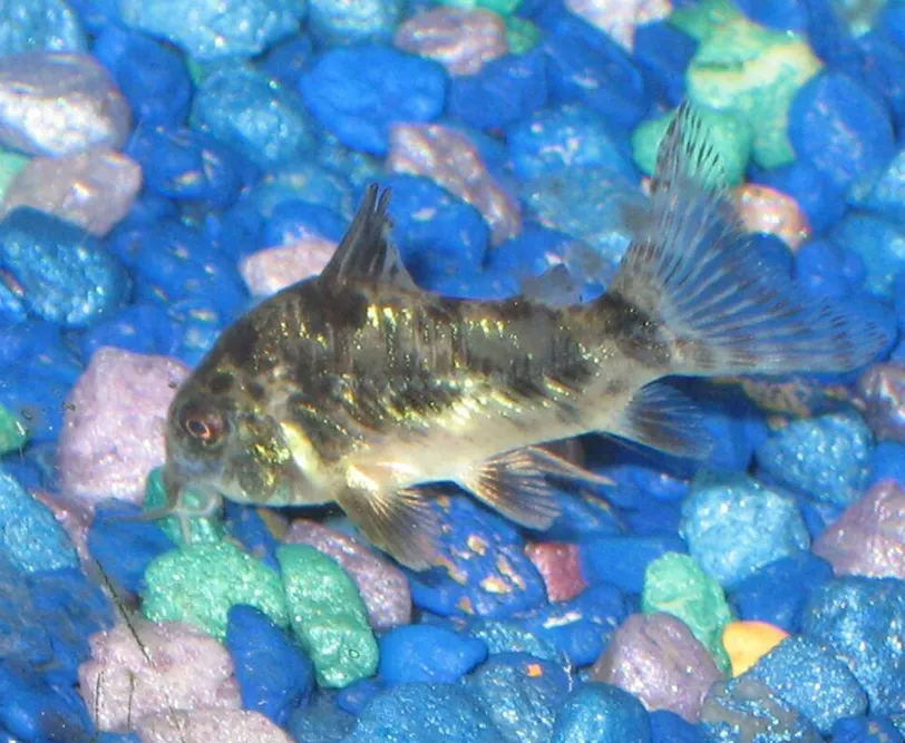 Peppered Corydoras swimming over bright blue and purple aquarium gravel