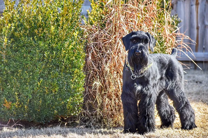 Gray Giant Schnauzer with cropped ears stands near green and brown bushes