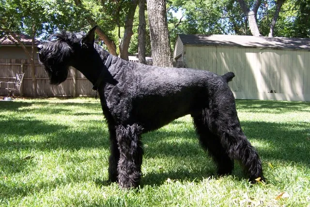 Large black Giant Schnauzer with cropped ears stands on green grass