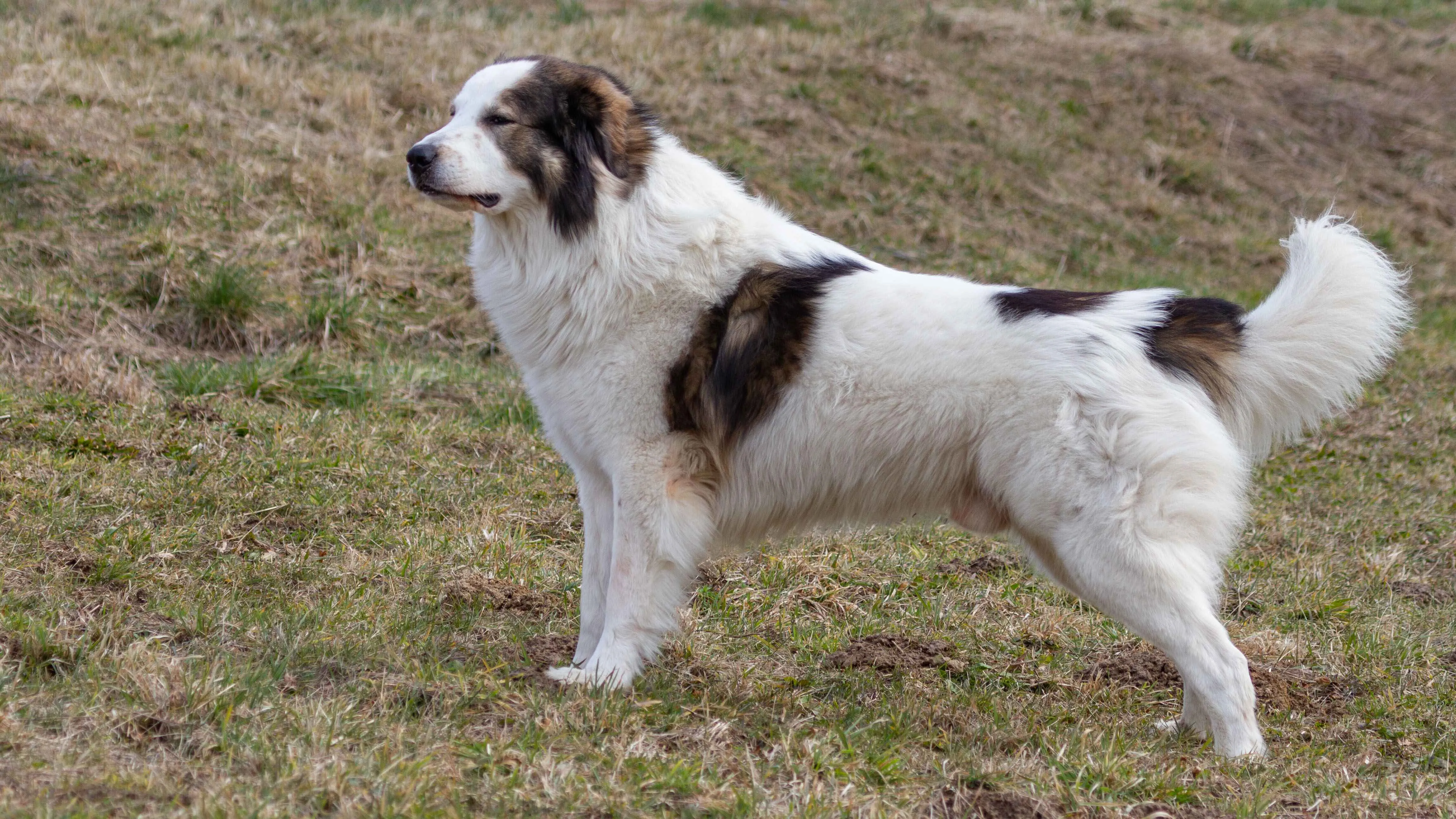 A large white Tornjak dog with brown and black markings stands on dry grass