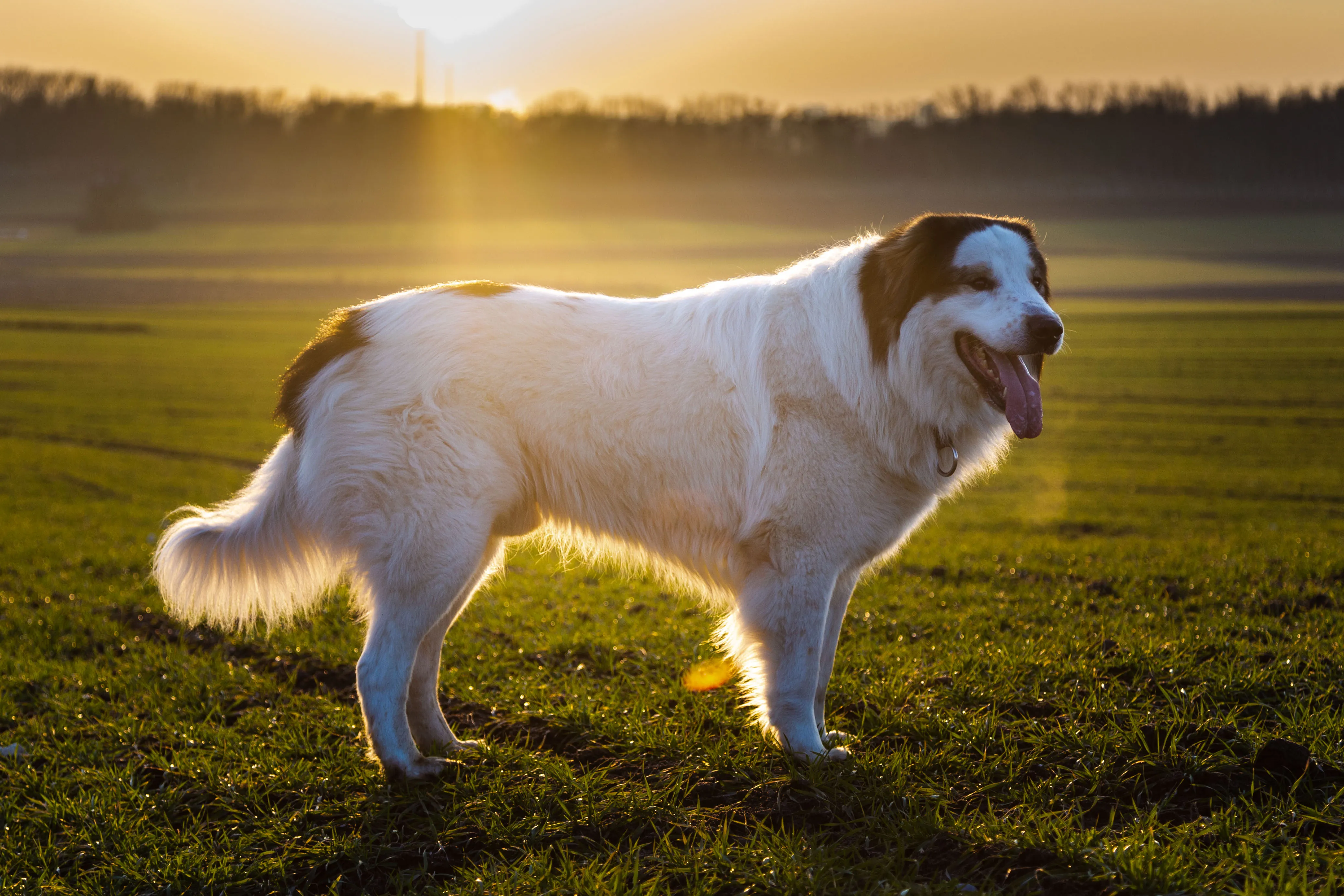 A white Tornjak dog with brown markings stands on grass during a bright sunset