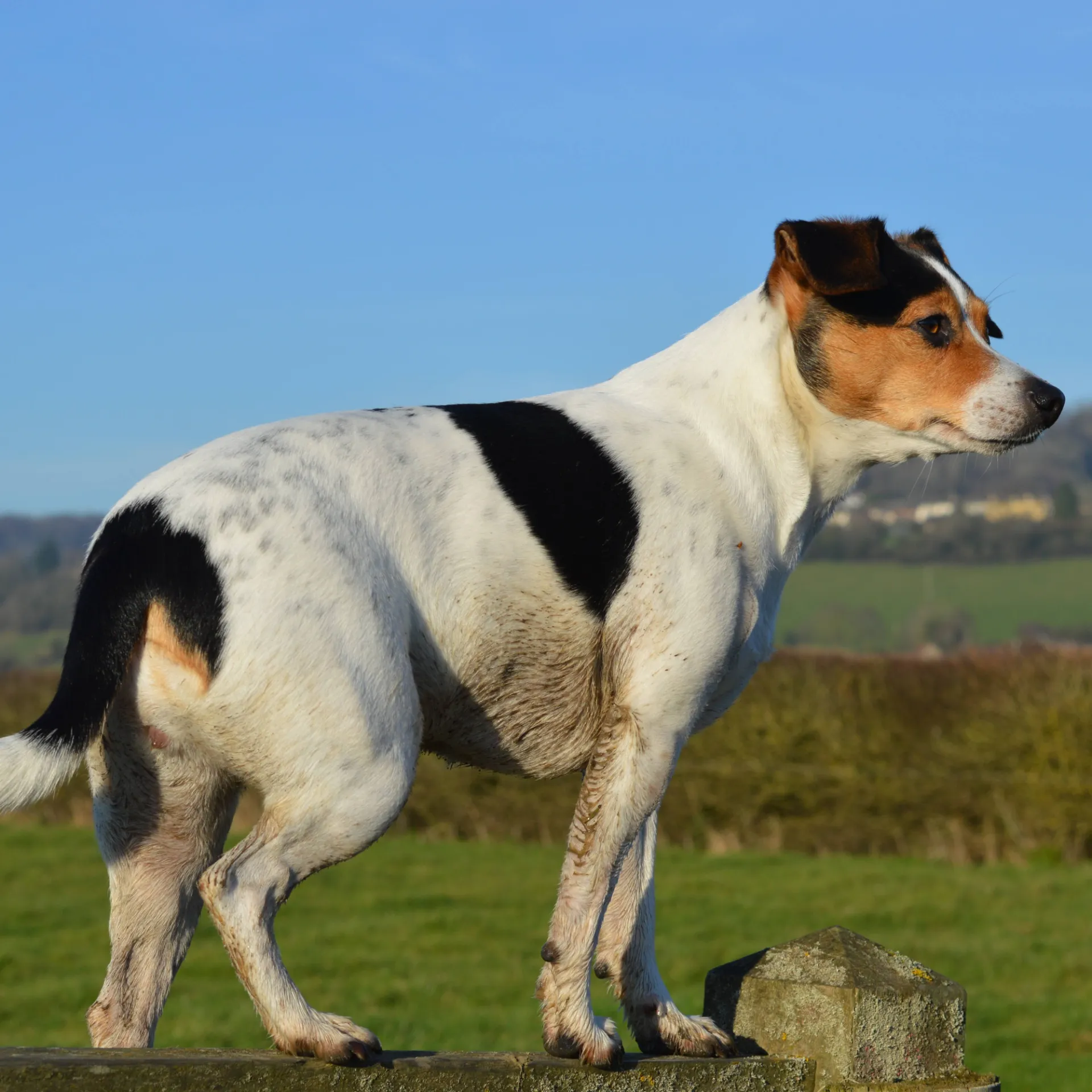 White black and tan Danish Swedish Farmdog stands on a stone post outdoors