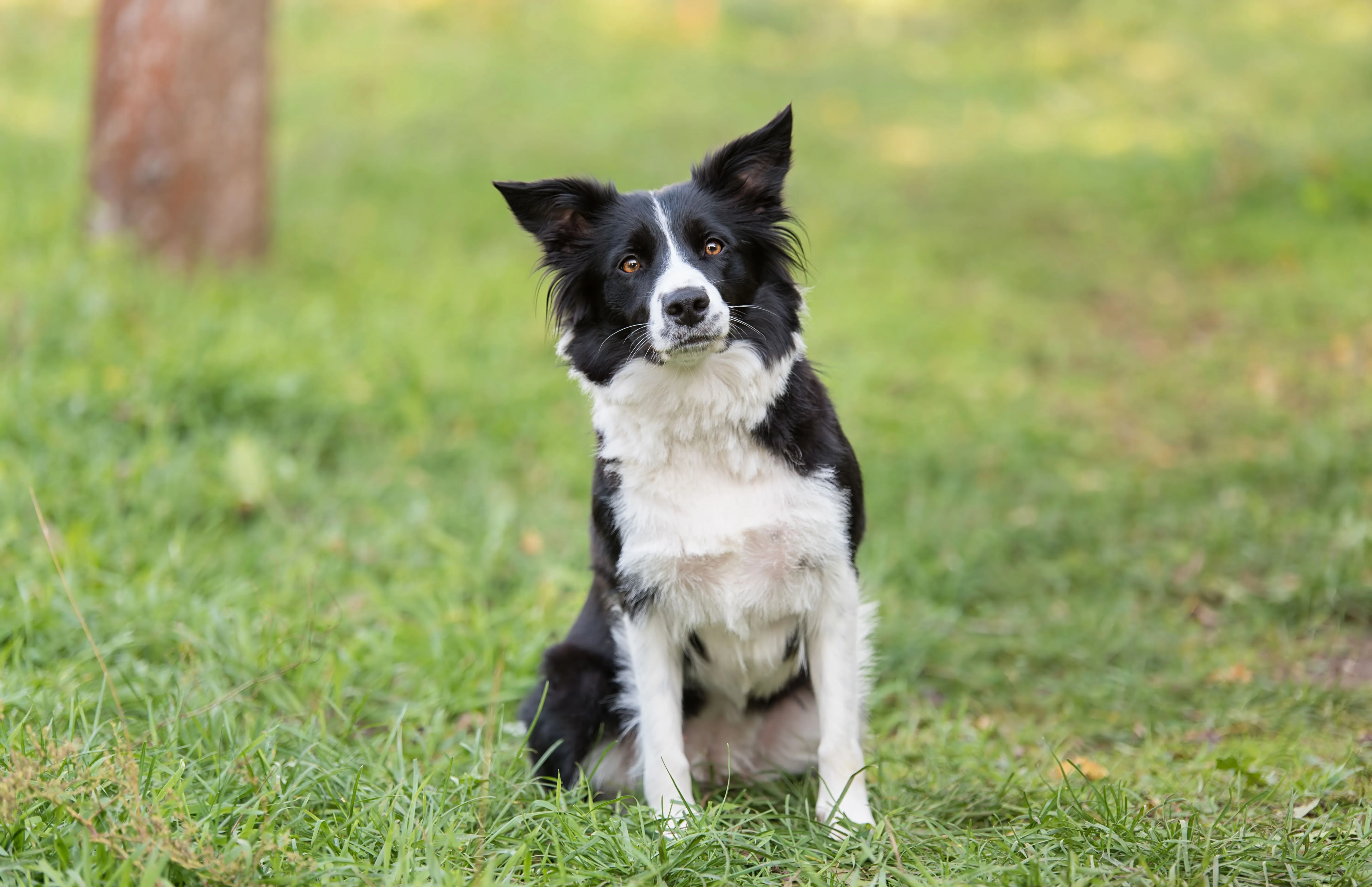 Black white Border Collie dog sits on green grass looking forward with ears pointed up