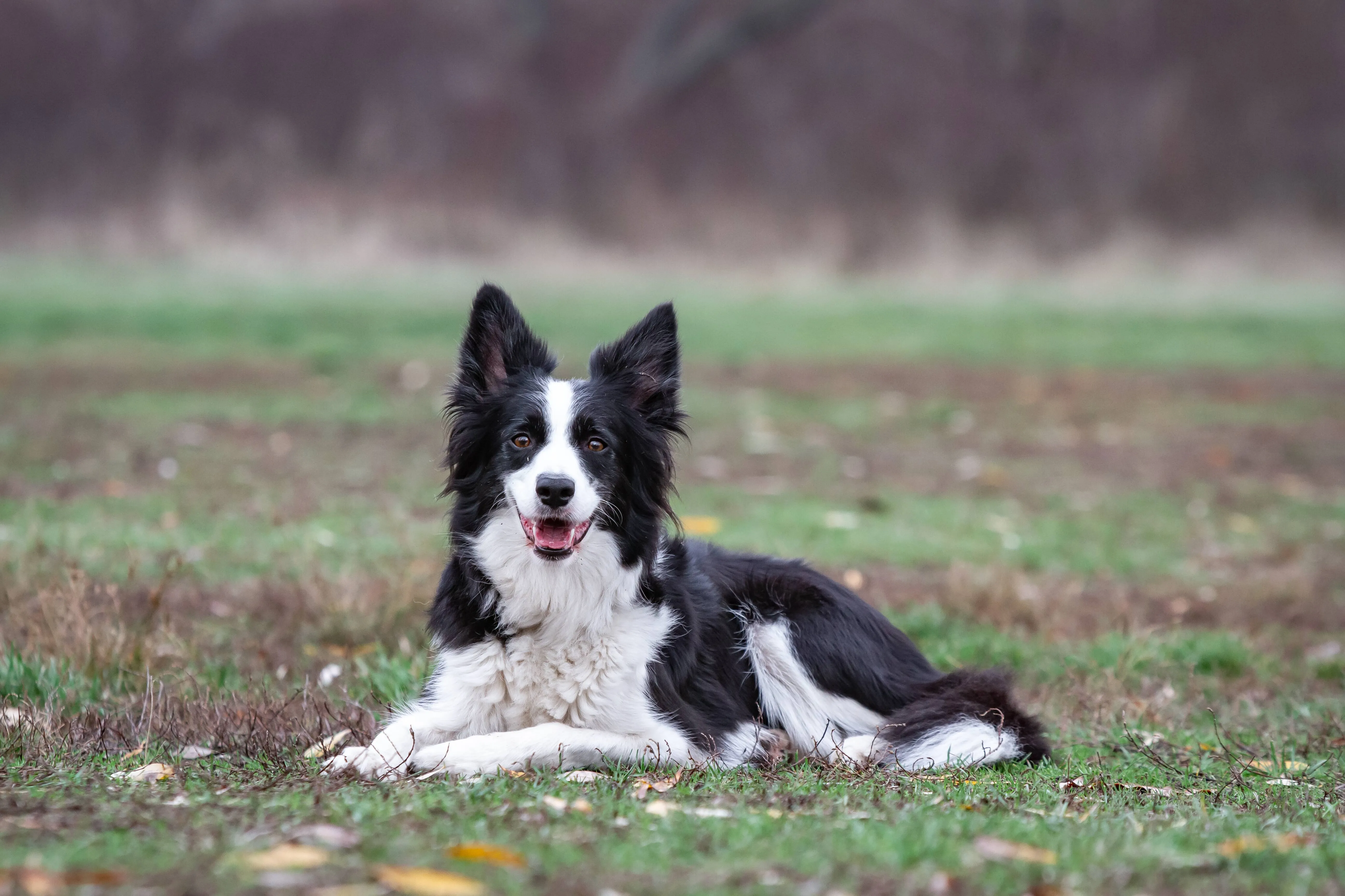 Black white Border Collie dog lies on grass looking forward with open mouth and pointed ears up