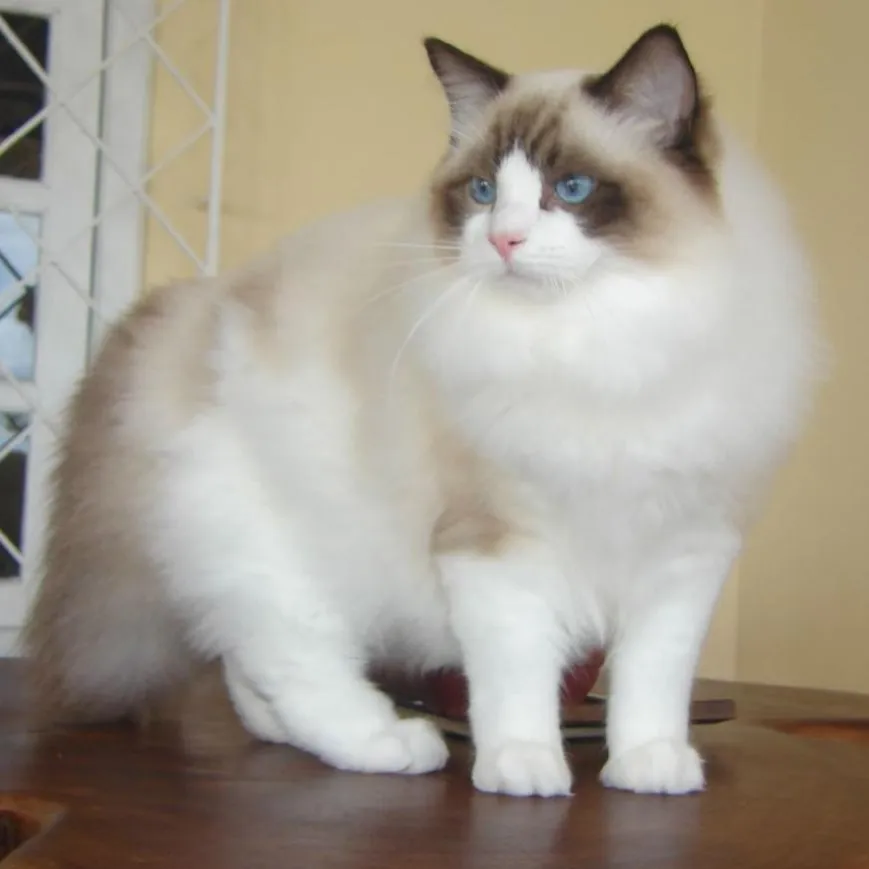 A fluffy white Ragdoll cat with dark ear tips and blue eyes stands on a wooden surface Ragdoll Cat