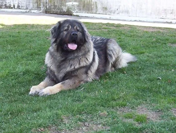 Large gray and black Sarplaninac dog with tongue out lying on green grass