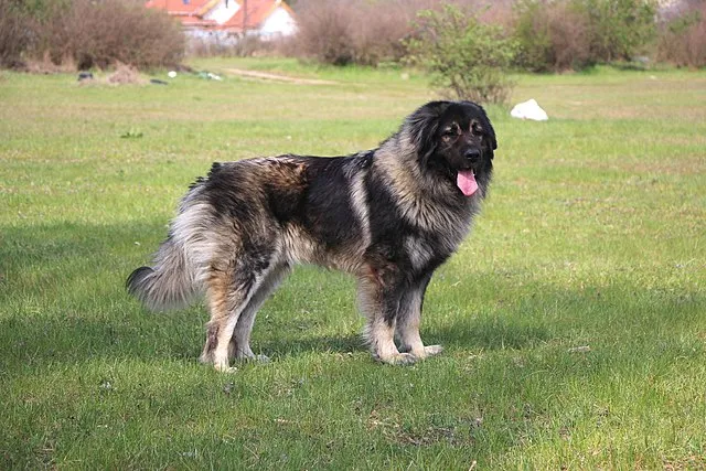 Large gray and black Sarplaninac dog standing on a green field