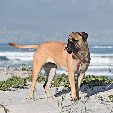 Boerboel dog stands on sand looking right with ocean waves and a blue sky background