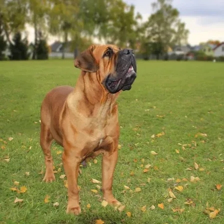 Boerboel dog stands on green grass looking up with trees in the background