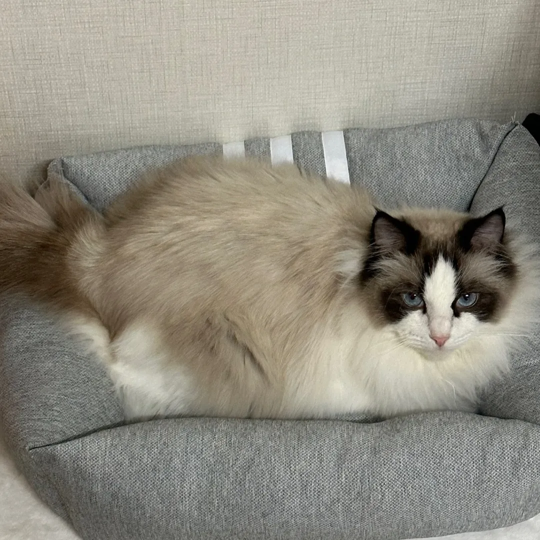 A fluffy Ragdoll cat with dark face ears and tail rests comfortably in a grey pet bed
