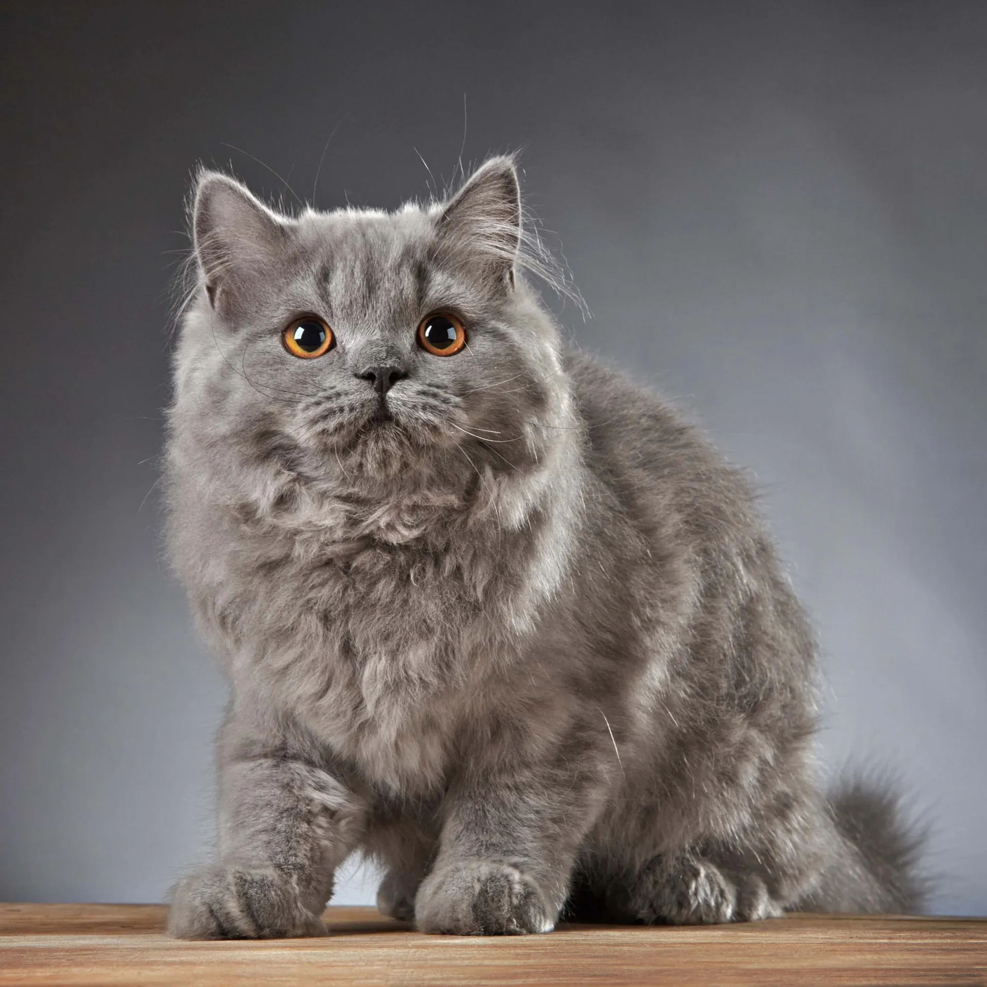 Fluffy gray cat with striking orange eyes sits on a wooden surface against a gray background