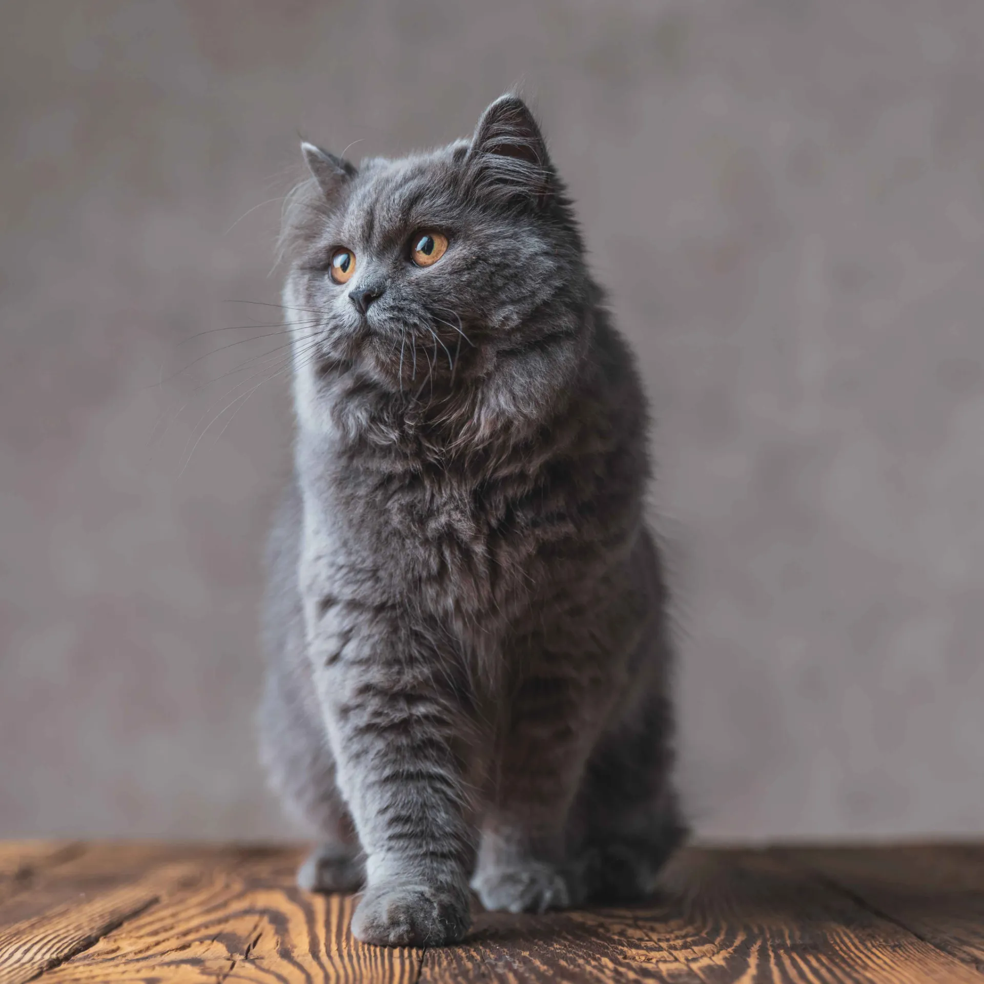 Fluffy gray British Longhair cat with orange eyes stands on a wooden surface looking left