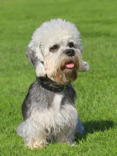 Gray and white Dandie Dinmont Terrier with fluffy head sits panting on green grass