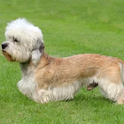 Long bodied tan Dandie Dinmont Terrier with a fluffy white head on green grass
