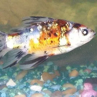 American Shubunkin goldfish with calico colors orange black and white swimming over colorful gravel