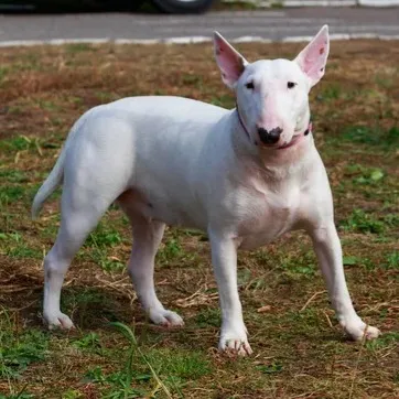 White Bull Terrier dog stands on patchy grass looking directly ahead
