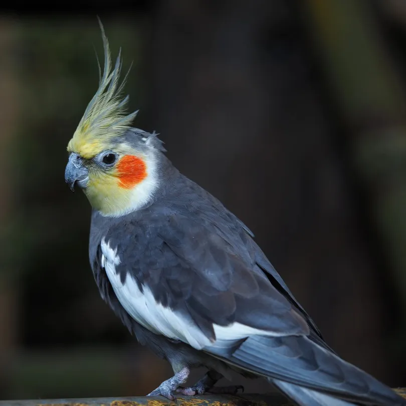 Grey and yellow Cockatiel with orange cheek patches and a yellow crest