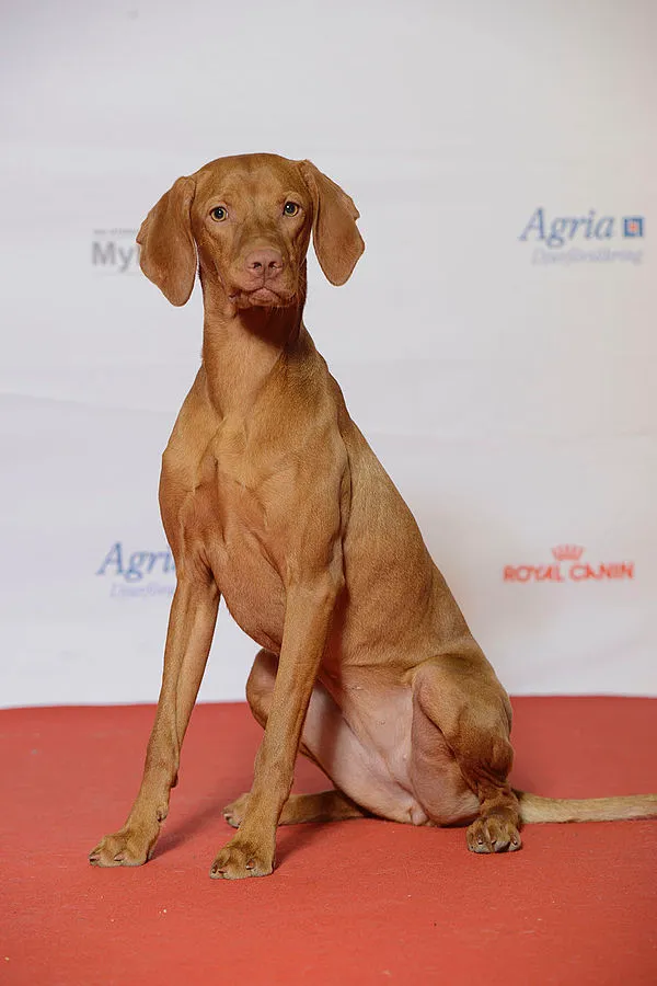 Vizsla dog sitting on red carpet against white backdrop