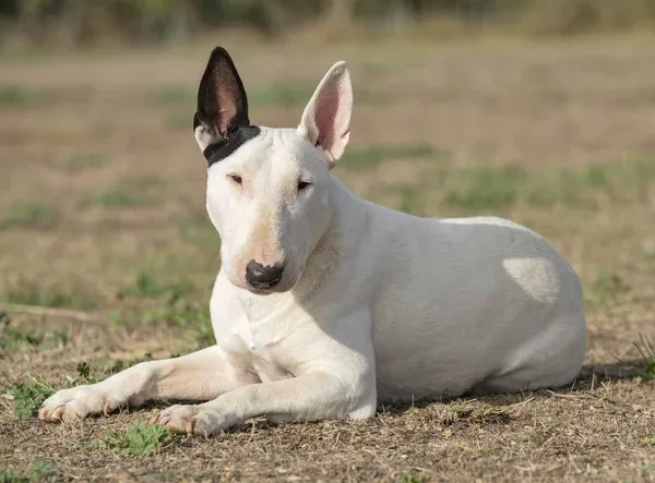White Bull Terrier dog lies on dry grass looking forward