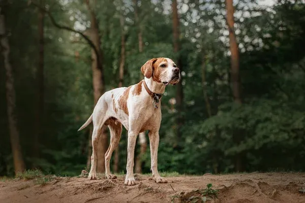 White and brown spotted Pointer dog wearing a collar standing on a sandy hill in a forest