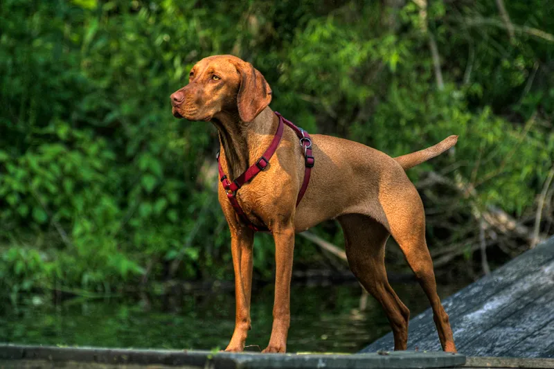 Vizsla dog in red harness standing on dock by water with green trees in background