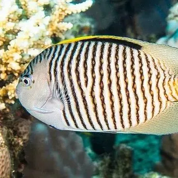Black and white striped angelfish swimming near coral reef underwater