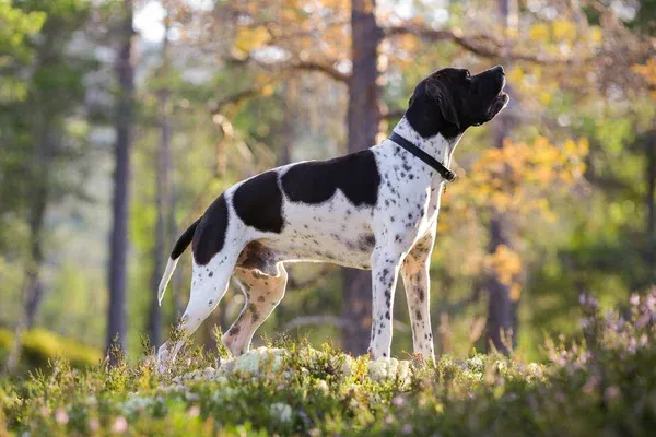 Black and white spotted Pointer dog with a black head standing in a forest