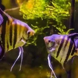 Two striped angelfish facing each other in a lush planted freshwater aquarium