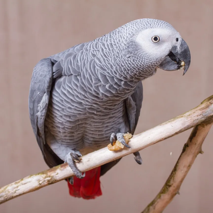 African Grey Parrot holding food with claws while perched on a light wooden branch