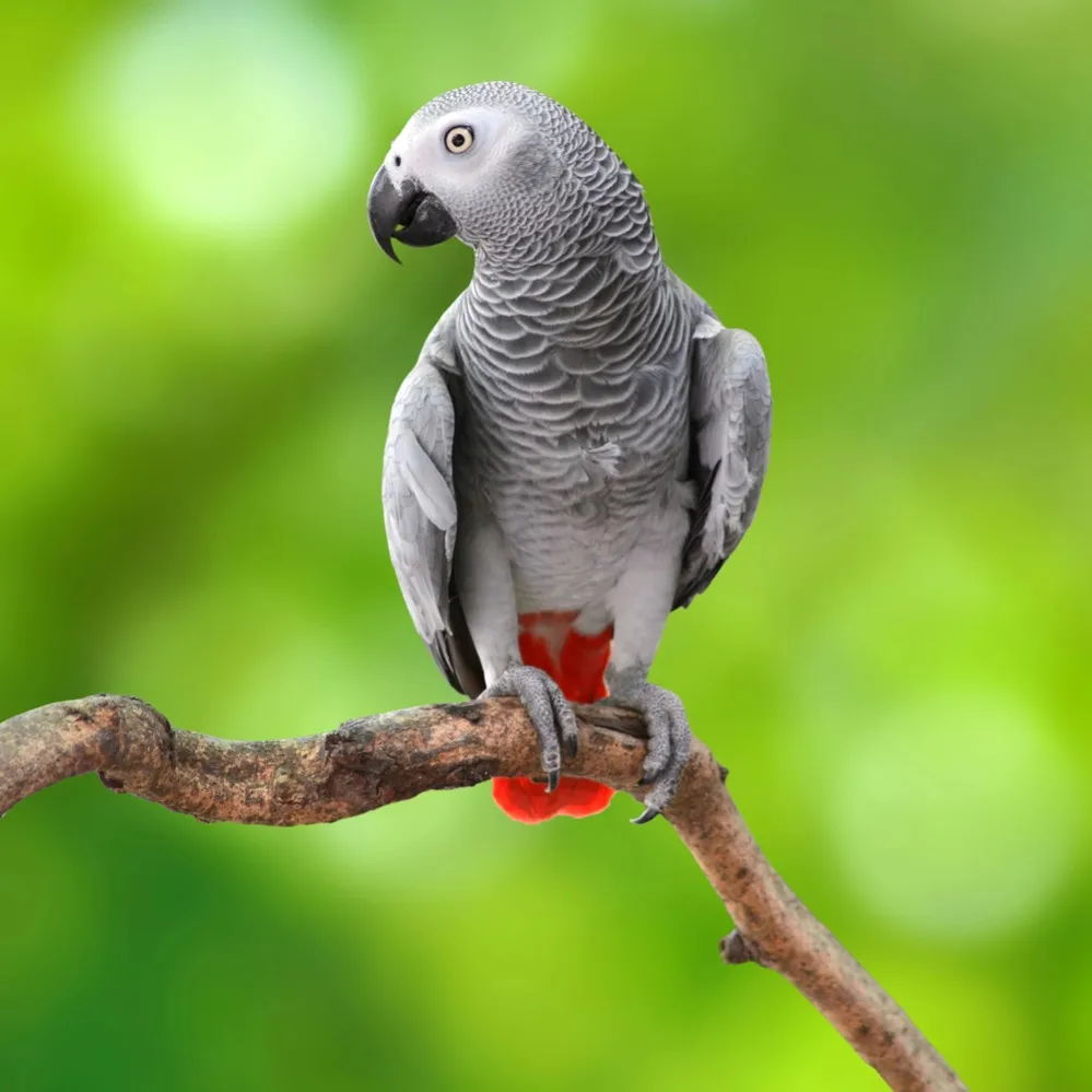 Gray African Grey Parrot with a red tail perched on a branch